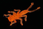 Мягкая приманка MICROKILLER Веснянка 35мм оранжевый флюо - фото 1
